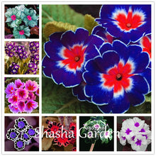 Load image into Gallery viewer, Promotion!!! 200 pcs Evening Primrose Blue Evening Primrose, Exotic Heirloom fragrant flower DIY Home Garden flower hardy plant