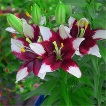Load image into Gallery viewer, 102pcs Lily Bulbs ,Lilium Bulbs, Flower Bulbs Perennials,Lelies Exotic Indoor Plants Flower Bulbs Garden Bulbos De Flores