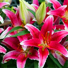 Load image into Gallery viewer, 102pcs Lily Bulbs ,Lilium Bulbs, Flower Bulbs Perennials,Lelies Exotic Indoor Plants Flower Bulbs Garden Bulbos De Flores