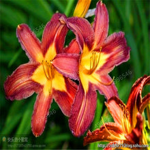 Load image into Gallery viewer, 102pcs Lily Bulbs ,Lilium Bulbs, Flower Bulbs Perennials,Lelies Exotic Indoor Plants Flower Bulbs Garden Bulbos De Flores