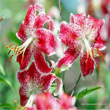 Load image into Gallery viewer, 102pcs Lily Bulbs ,Lilium Bulbs, Flower Bulbs Perennials,Lelies Exotic Indoor Plants Flower Bulbs Garden Bulbos De Flores