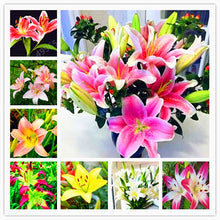 Load image into Gallery viewer, 102pcs Lily Bulbs ,Lilium Bulbs, Flower Bulbs Perennials,Lelies Exotic Indoor Plants Flower Bulbs Garden Bulbos De Flores

